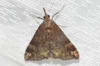 Hypena obsitalis