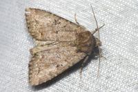 Fissipunctia ypsillon