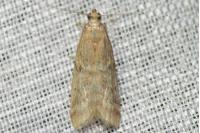 Ephestia