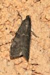 Pyla fusca