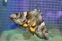 Catocala fulminea