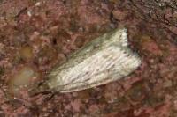Eudonia pallida