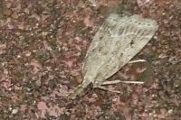 Eudonia pallida