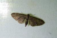 Eupithecia vulgata