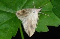 Evergestis forficalis