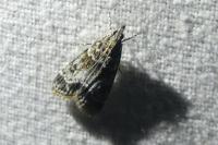 Eudonia mercurella