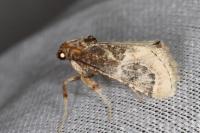 Loryma egregialis