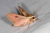 Hyles euphorbiae
