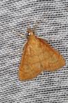 Anania crocealis