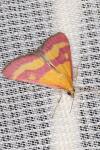 Pyrausta virginalis