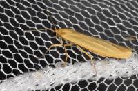 Indalia pygmaeola pallifrons