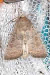 Hoplodrina ambigua