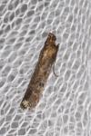 Selagia spadicella