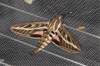 Hyles livornica