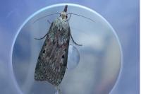 Aphomia sociella