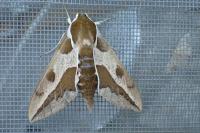 Hyles euphorbiae