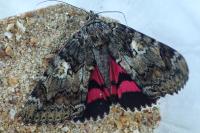 Catocala sponsa