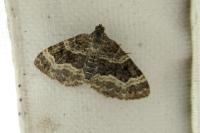 Epirrhoe alternata