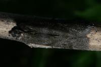 Episcythrastis tetricella