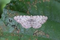 Aethalura punctulata