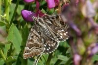 Euclidia mi