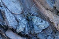 Metaxmeste phrygialis