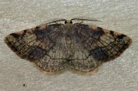Stegania trimaculata