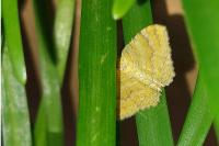 Camptogramma bilineata