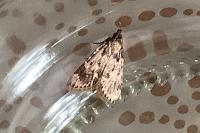 Aglossa caprealis