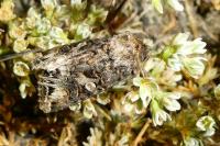 Anarta odontites