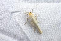 Eilema caniola