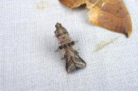 Ephestia welseriella