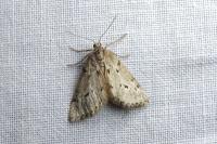 Eumannia oranaria
