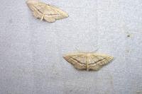 Idaea mediaria