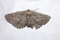 Nychiodes obscuraria
