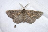 Nychiodes obscuraria
