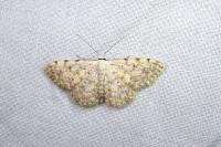 Scopula submutata roseonitens