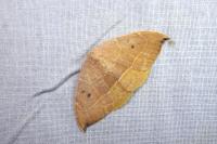 Watsonalla uncinula