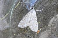 Elophila nymphaeata