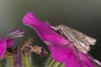 Crambus lathoniellus