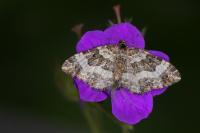 Epirrhoe rivata