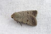 Caradrina aspersa