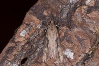 Hypena obesalis