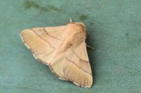 Malacosoma neustria