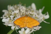 Idaea flaveolaria