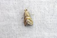 Euchromius anapiellus