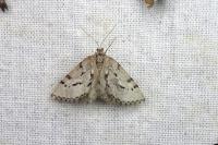 Eumannia oranaria