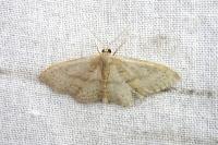 Idaea eugeniata