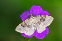 Xanthorhoe montanata