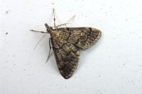 Metasia cuencalis bourgognei